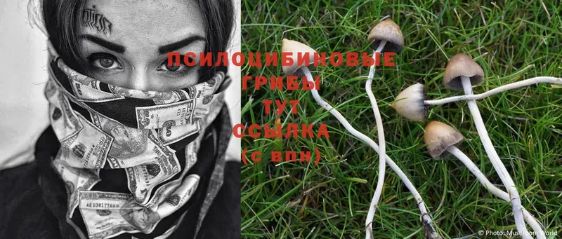 Галлюциногенные грибы MAGIC MUSHROOMS  дарк нет состав  Электросталь 